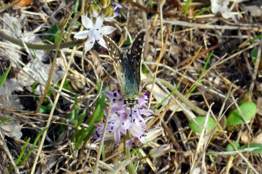 Farfalla Hesperiidae da specificare